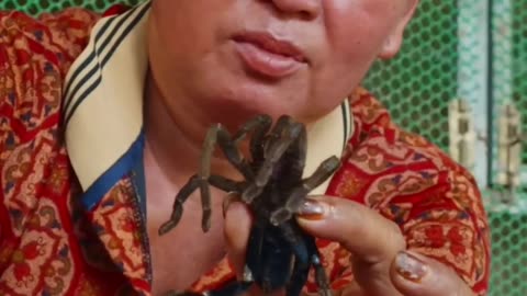 The Art of Tarantula Handling: Watch How She Deals with a Venomous Bite