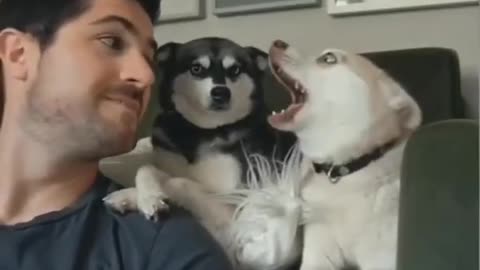 the cute dog`s reaction with the owner