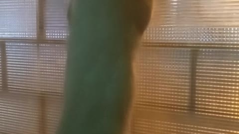 Lili marocando pela janela kkkk