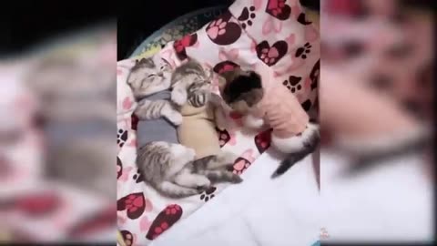 Funny Video Cat