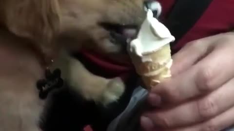 Dog enjoy with ice cream | dog lovers | ice cream lover