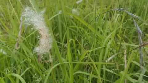 cotton grass