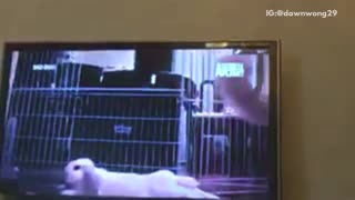 Cat is obsessed with tv