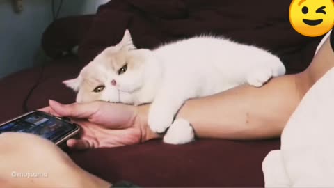 Cat love with owner so amazing happiest moment