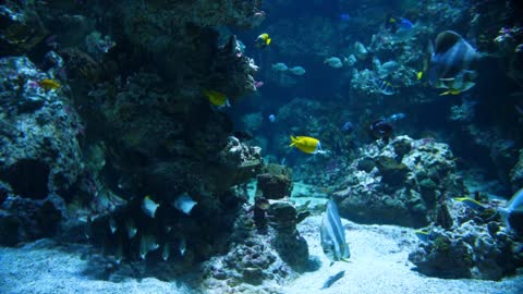 Beautiful tropical fishes in a big aquarium with coral reef and sand. Montpellier seaquarium