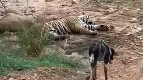 Tiger attack to 🐕 an finish down#shorts #viral #trending