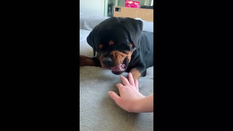 Angry Pets Compilation : Funny Angry Dogs of The Week