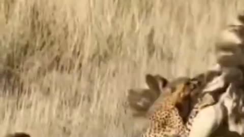 cheetah chasing ostrich #shorts #cheetahvsostrich