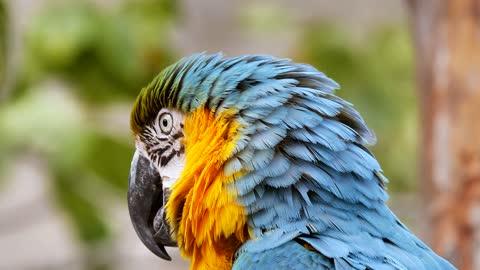 Bird Parrot Ara Feather Tropical Bill Colorful macaw parrot 2