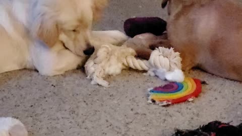 Puppy Golden Pyrenees