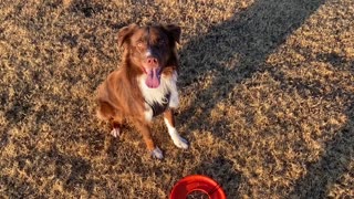 Dog Playing Fetch with Frisbee