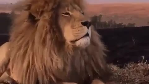 Funny Lion