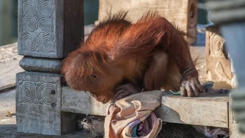 Unlikely pals: Orangutan family befriends otter crew in adorable zoo photos