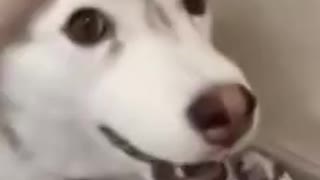 Stunning dog singing