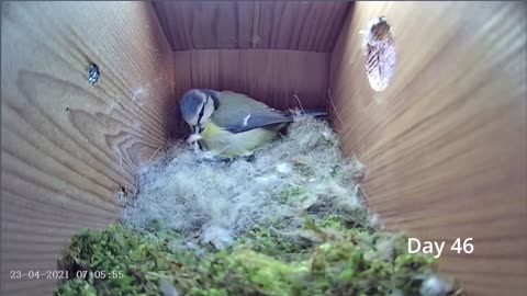 From empty nest to first egg in less than 8 minutes! - BlueTit nest box live camera highlights