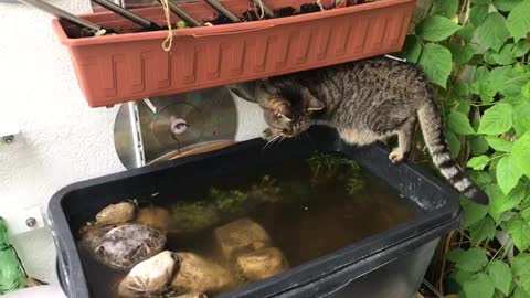 Fishing Cat