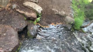 Central Oregon - Three Sisters Wilderness - Lower Obsidian Creek Crossing