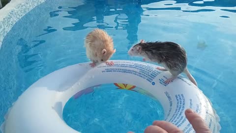 These Two Rats Really Are Expert Swimmers