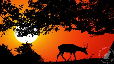 Silhouettes of majestic animals in front of sunsets