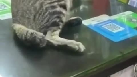 So funny cat video