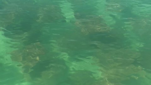 Rays swimming in Cayo Costa State Park, Florida