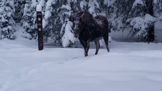 Morning Meeting With a Moose