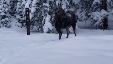 Morning Meeting With a Moose