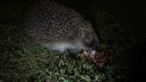 A wild hedgehog eats fried meat at night garden