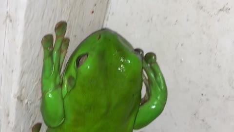 Group of Green Tree Frogs Gather Together