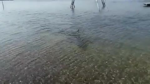 Small shark in shallow water on the Croatian coast