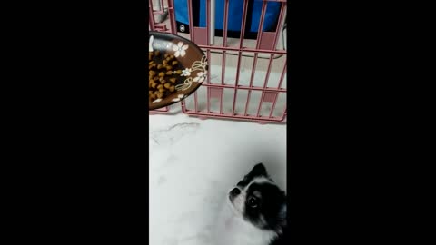 Chihuahua Puppy meal time