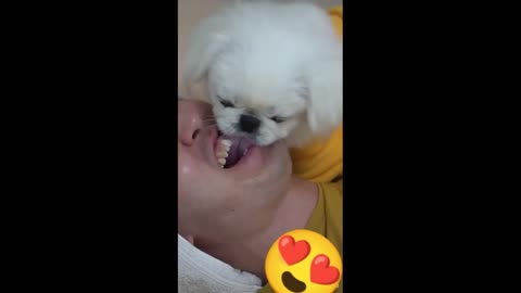💚CUTE BABY DOG GIVING MASSAGE FACE TO THE OWNER💚