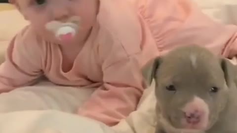 A conexão entre um bebê e um cachorrinho