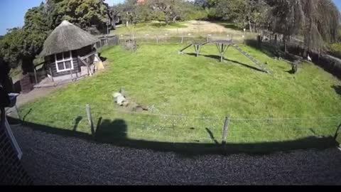 The heroic farm animals save the chicken friend from the predatory attack of the hawk