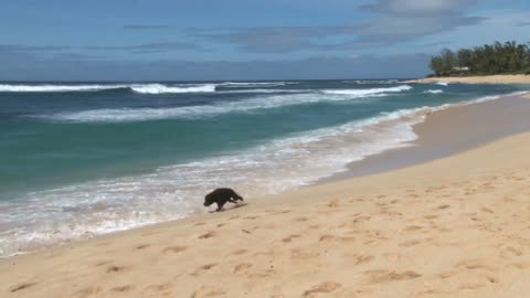 Dog Running through Waves on Hawaii Beach