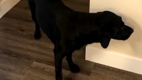 Guilty pup can't even make eye contact with owner