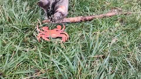 Stella the cat and her friends