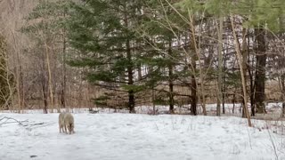 Curious Coyote Tries to Engage with Dog