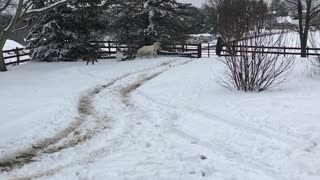 Pony Makes for a Great Sledding Experience
