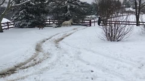 Pony Makes for a Great Sledding Experience