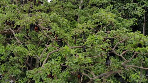 Aerial shot of Flying foxes bat colony on the trees at Pemba island, Zanzibar archipelago. Wete city