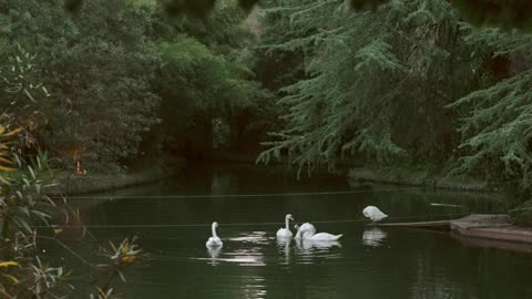 Beautiful ducks swimming in lake