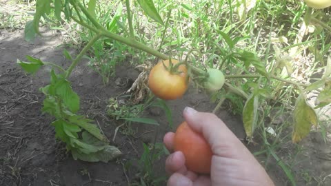 First tomato harvest