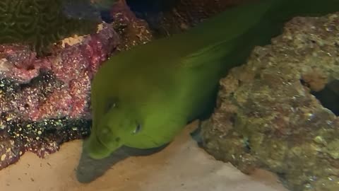 A Green Moray Eel Underwater