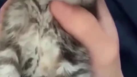 😇😍Massage for a cat that is enjoying it