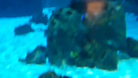 Shark tank at Aquarium