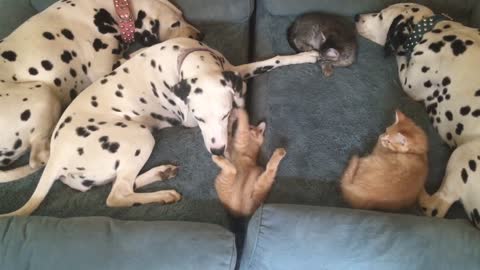 Funny kitten plays with Dalmatian in adorable fashion