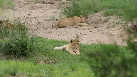 Wild lion cubs animal documentary video
