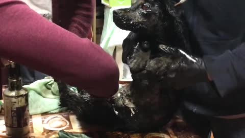 Dog Rescued from Bitumen