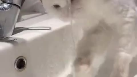 This Super Cute Cat Drinking Water From Water Tab | Funny Cats Shorts